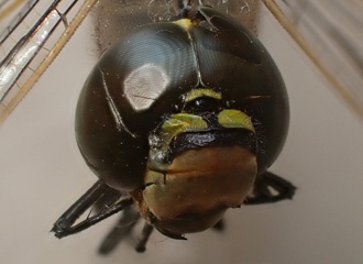Drogonfly head